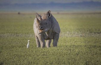 Ngorongoro Crater Day Trip