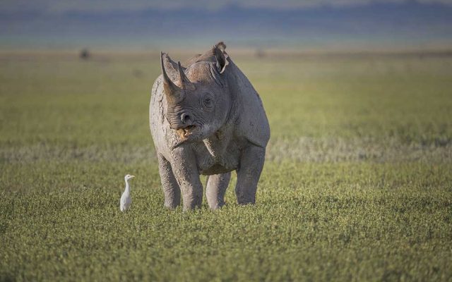 Ngorongoro Crater Day Trip