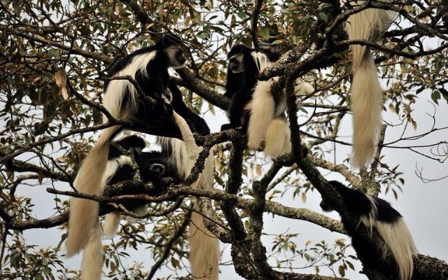 Arusha National Park Day Trip