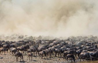 Wildebeest Migration 7 Days Safari