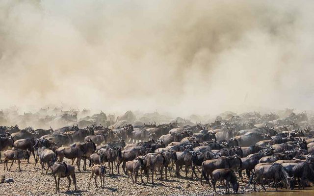 Wildebeest Migration 7 Days Safari