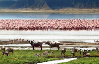 3 Days Safari Tarangire, Ngorongoro & Lake Manyara