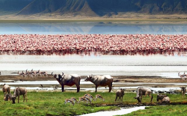 3 Days Safari Tarangire, Ngorongoro & Lake Manyara