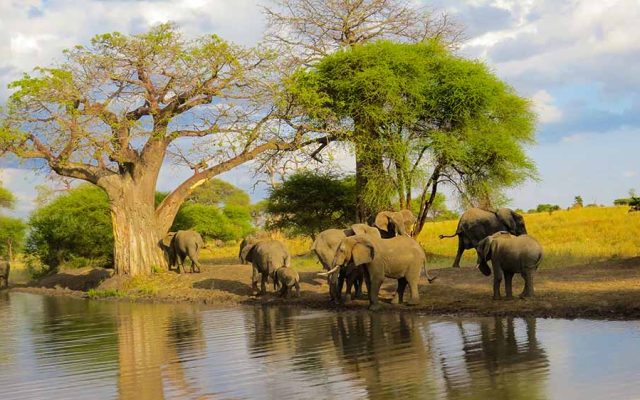 Tarangire National Park Day Trip
